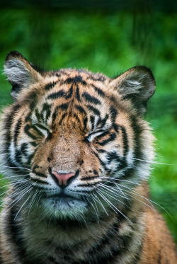 photographywb:  Sumatran Tiger Cub Andrew Bennett, WBphotography