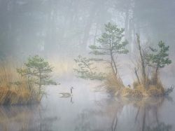 nationalgeographicmagazine: Canada Geese, Netherlands Photograph