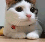 kittiesntitties.tumblr.com/post/27446862402/