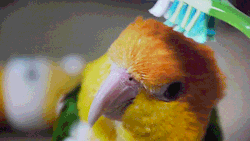 just brushing my bird…nothing odd here
