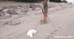 lolazo-net:  Los gatos no se hicieron para sacarlos a pasear…