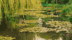 calloway:   Monet’s Garden in Midnight in Paris (2011) 