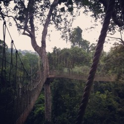 Kakum rope bridge (Taken with Instagram)