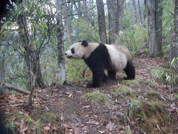 funkysafari:  This Giant Panda, Ailuropoda melanoleuca, was photographed