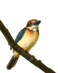 rhamphotheca:  Critically Endangered Micronesian Kingfisher Hatches