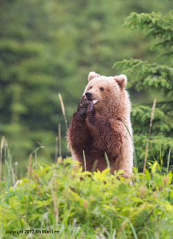 magicalnaturetour:   “Bear Cub Looking Happy” by Tin Man