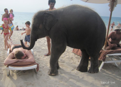 kidsofthetides:  tropical—love:  elephant giving a massage
