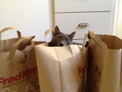 getoutoftherecat:  get out of there cat. you are not a grocery.