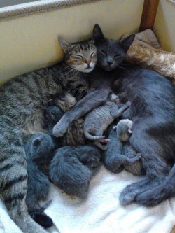 somethingaboutbeingvegan:  headandstomachaches:  CAT FAMILY.