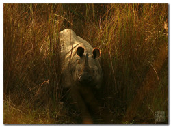 magicalnaturetour:  Rhino from Nepal by ` TheDreamSky on Flickr.