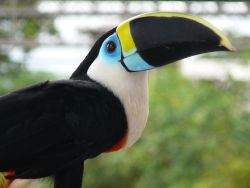 fairy-wren:  channel-billed toucan (photo by halex) 