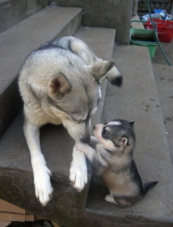 lesoleiletlacier:  Lone Wolf and Cub  Majestic creatures :-)))