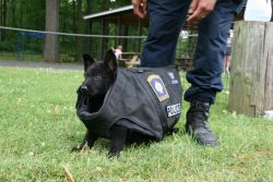 policecars:  Brimfield PD (Ohio) - This is the new puppy at training