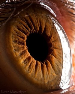 bfarm:  Many close up photos of the human eye, my organ of preference.