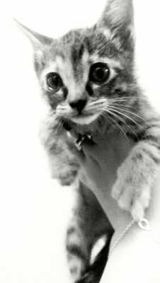 My cute kitten, Gimile.
