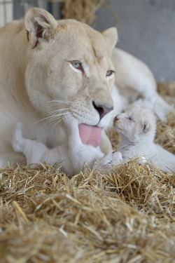 magicalnaturetour:   Lion mother Princess licks one of her white