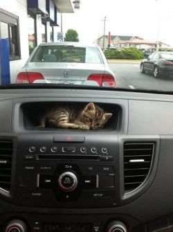 thefrogman:  I couldn’t afford a GPS so I got a kitten.  