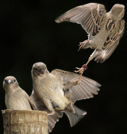 magicalnaturetour:  Stop thief! A sparrow catches the ankle of