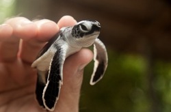 fyeah-seacreatures:  Baby Green Sea Turtle. (an infinity in silence)