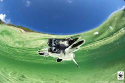 lickystickypickywe:  Baby green turtle hatchling swimming to