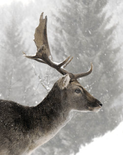 whisker:  Deer by ~mok86 