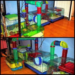 Harvey just got a new addition to his palace. #pets #instaphoto