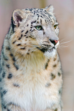 tigersandcompany:  Patan (by Tambako the Jaguar)