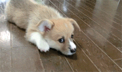 stapledfinger-deactivated202011:  cute puppy vs slippers  x