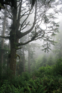 quiet-nymph:  Oregon Coast, July 2012  I love living here