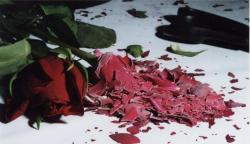 p1ssoff:  Liquid nitrogen experiments on roses 