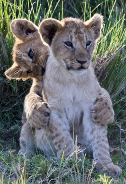 magicalnaturetour:  …and two adorable lion cubs tussle for