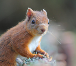 llbwwb:  Follow me,it’s time for Animal Hour:) Red Squirrel