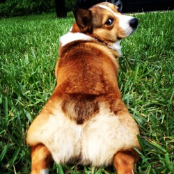 corgiaddict:  dial 1-900-MIX-ALOT… baby got back submitted by rdioconnelly