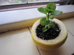  Use a lemon, orange or a grapefruit to start your seedlings.