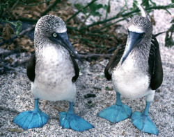 edgargoesbloopbloop:  parrotsgalore:  Blue Footed Boobies  Boobies