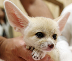 I’m seriously in love with fennec foxes.