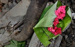 allcreatures:   Flowers offered by villagers lie near the trunk