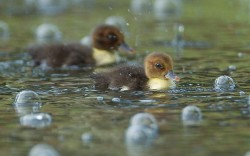 theanimalblog:  Muscovy ducklings swim between bubbles, caused
