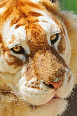 redwingjohnny:  Close-up portrait of the golden tiger by Tambako