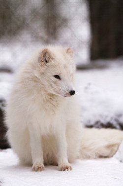 earth-song:  Artic fox by © Wolfgang Holtmeier 2010