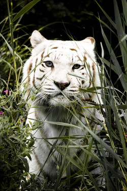 bl-ackleopard:  big-cat-nation:  beautiful white tiger by Adam