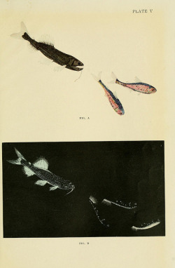 hifas:  Luminous surface fishes in daylight and darkness by BioDivLibrary The