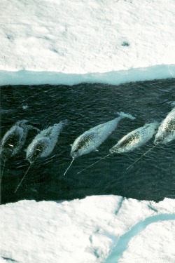 vintagenatgeographic:  National Geographic | December 1988  Narwhals