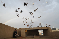 afghanistaninphotos:  An Afghan man watches pigeons on the roof