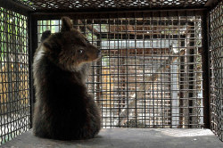 theanimalblog:  Nastia, a six-month-old female bear cub, in a