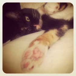 kittenkegger:  A wink and a high five (Taken with Instagram)