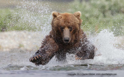 magicalnaturetour:   “Slamming salmon ” by Charles Glatzer:)