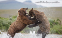 magicalnaturetour:   “Brown bears fighting, AK” by Charles