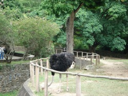 Avestruz Zoológico de Caricuao 