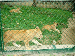 Cachorros de León del zoológico de Caricuao 